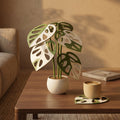 Folia Coaster- Monstera Hollow